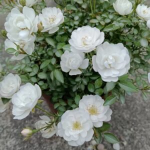 Belle Neige Rose