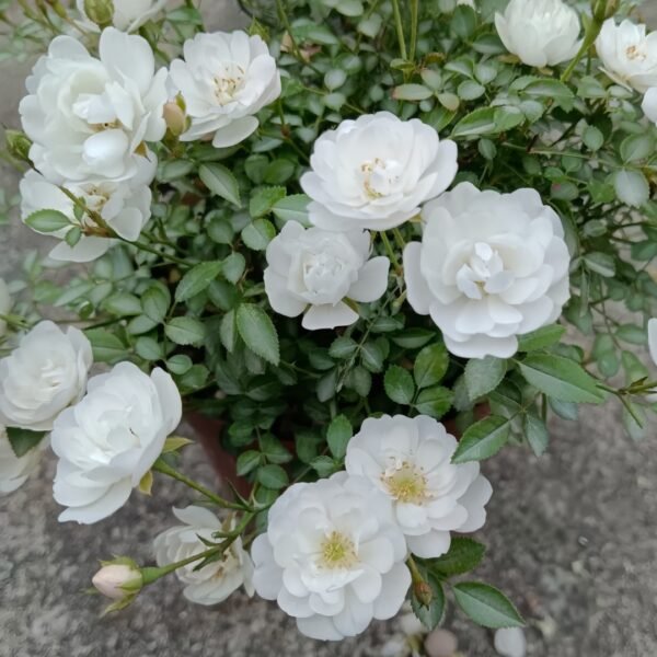 Belle Neige Rose