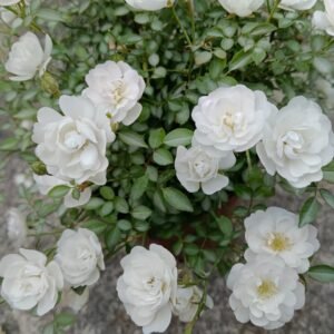 Belle Neige Rose Plant｜漂亮的雪/雪姬 - 图片 6