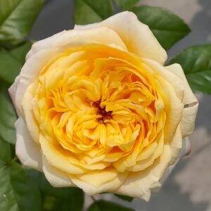 Cream X-Pression Rose