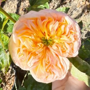 Cream X-Pression Rose