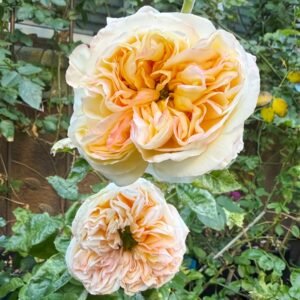 Cream X-Pression Rose
