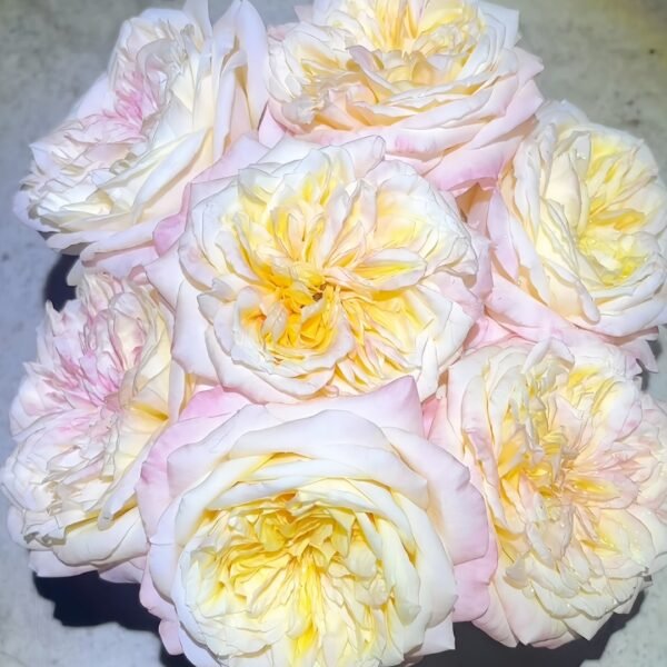 Cream X-Pression Rose