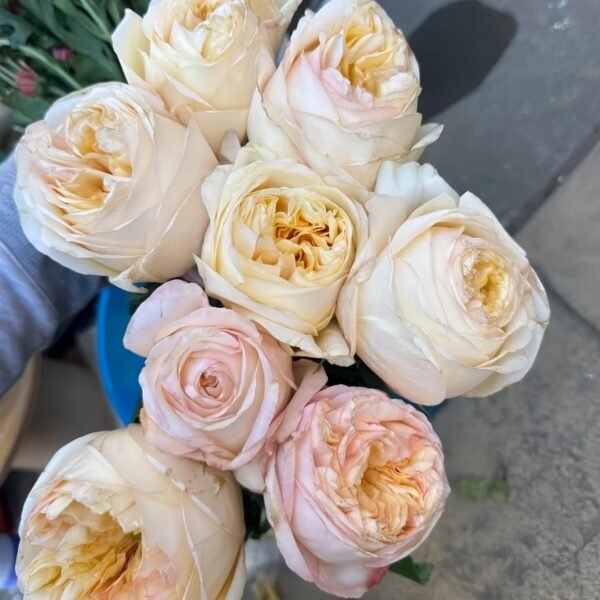 Cream X-Pression Rose