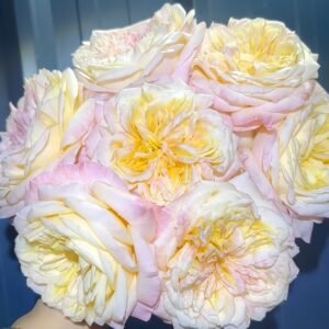 Cream X-Pression Rose Plant｜奶油激情 - 图片 6
