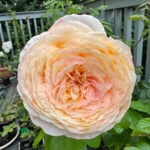 Domaine de Chantilly Rose