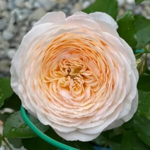 Domaine de Chantilly Rose