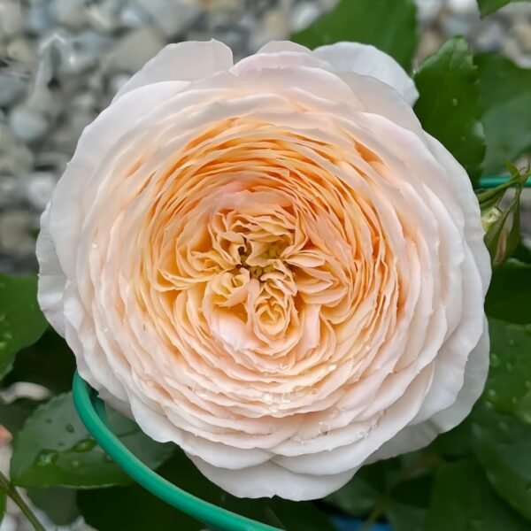 Domaine de Chantilly Rose