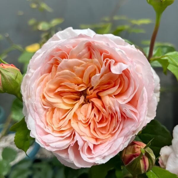 Domaine de Chantilly Rose
