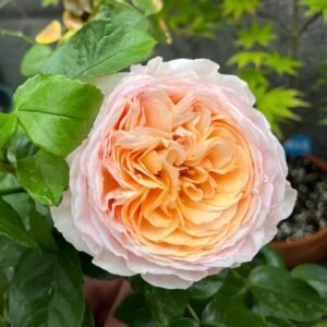 Domaine de Chantilly Rose