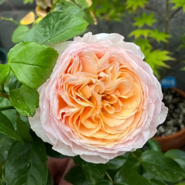 Domaine de Chantilly Rose