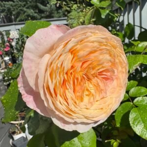 Domaine de Chantilly Rose