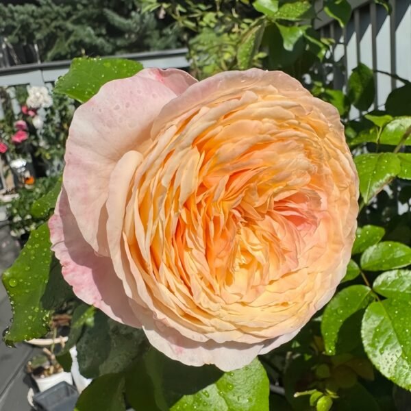 Domaine de Chantilly Rose