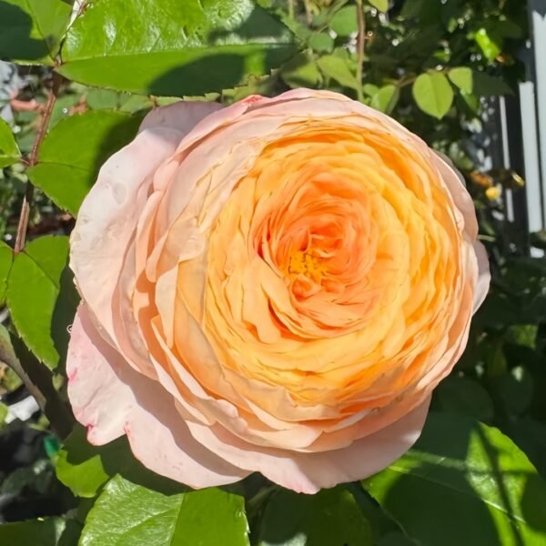 Domaine de Chantilly Rose