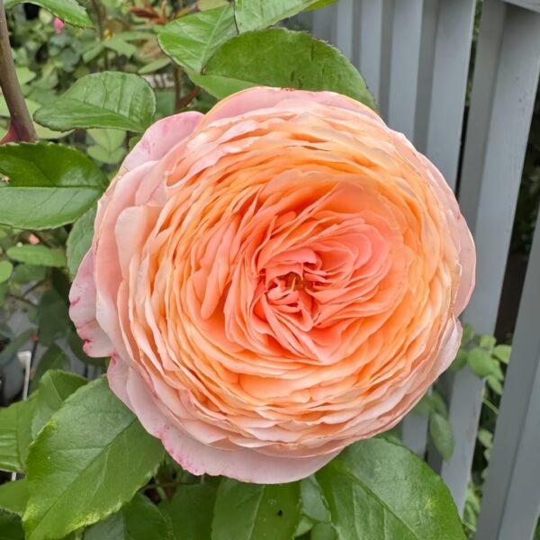 Domaine de Chantilly Rose