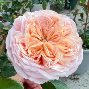Domaine de Chantilly Rose