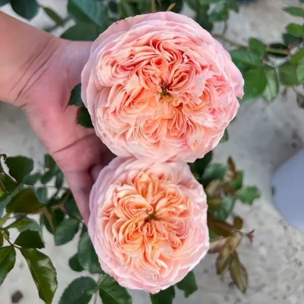 Domaine de Chantilly Rose