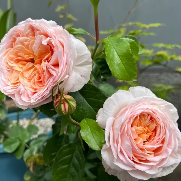 Domaine de Chantilly Rose
