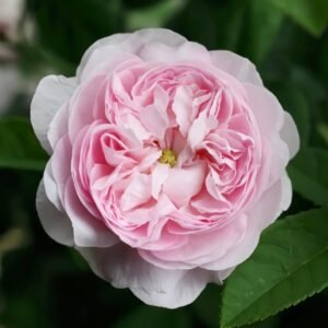 Duchesse de Montebello Rose
