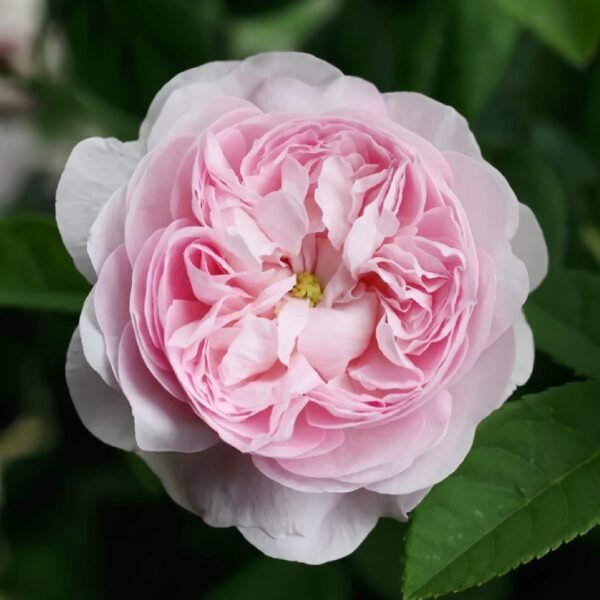 Duchesse de Montebello Rose