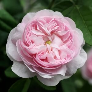 Duchesse de Montebello Rose