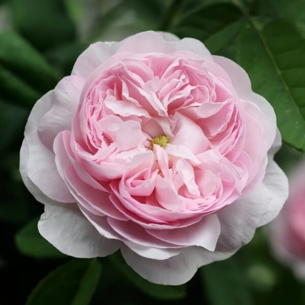 Duchesse de Montebello Rose