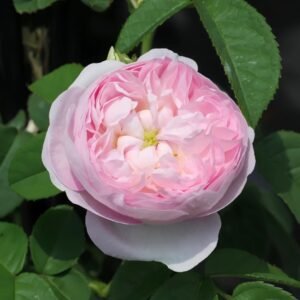 Duchesse de Montebello Rose