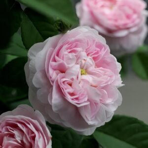 Duchesse de Montebello Rose