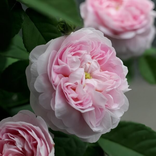 Duchesse de Montebello Rose