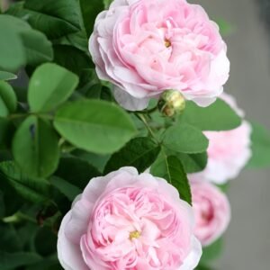 Duchesse de Montebello Rose