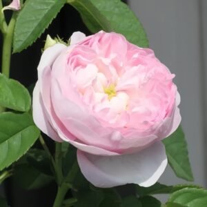 Duchesse de Montebello Rose
