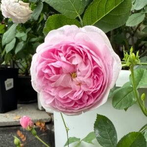 Duchesse de Montebello Rose