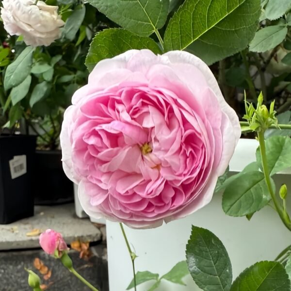 Duchesse de Montebello Rose
