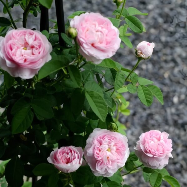 Duchesse de Montebello Rose