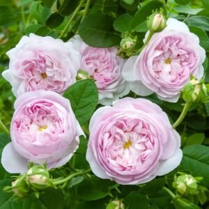 Duchesse de Montebello Rose