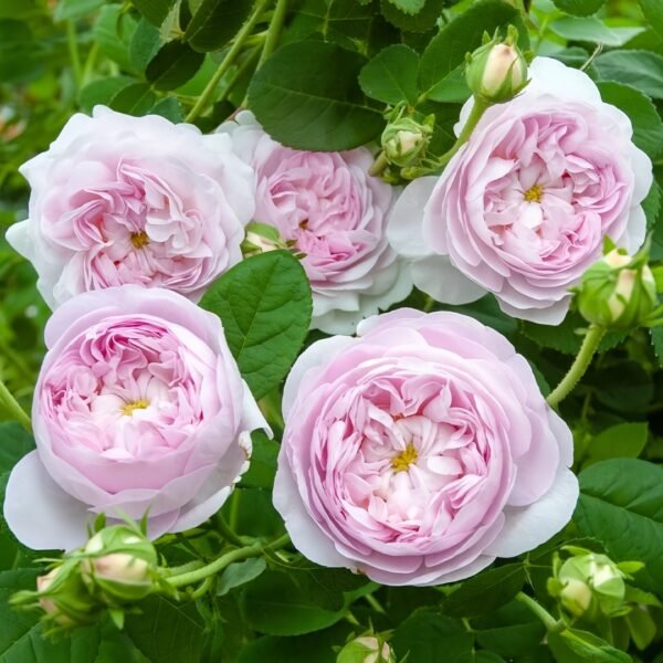 Duchesse de Montebello Rose