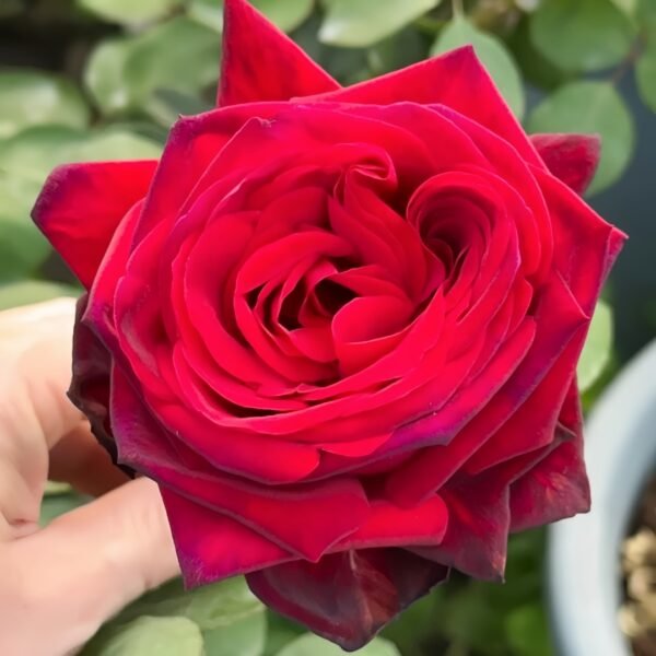 Edith Piaf Rose