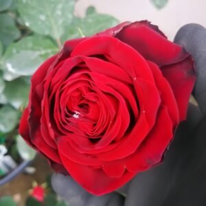 Edith Piaf Rose
