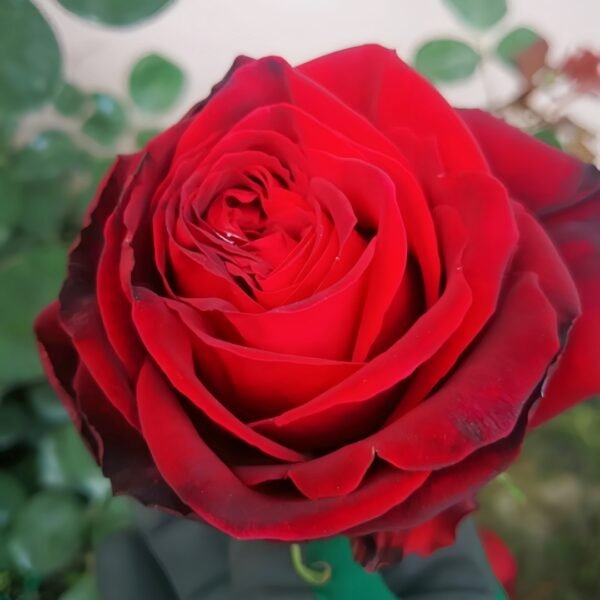 Edith Piaf Rose