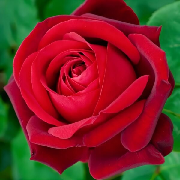Edith Piaf Rose