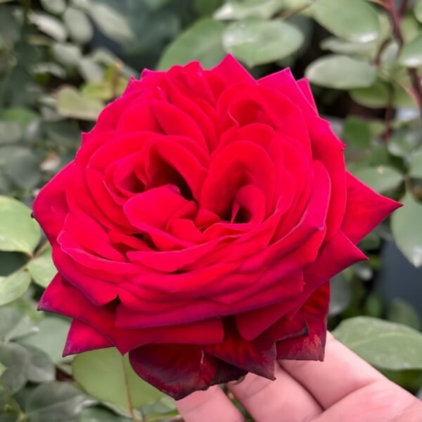 Edith Piaf Rose