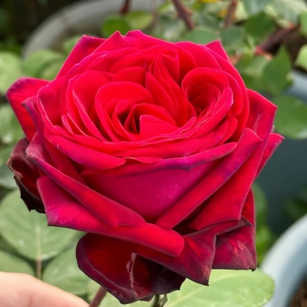 Edith Piaf Rose