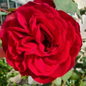 Edith Piaf Rose