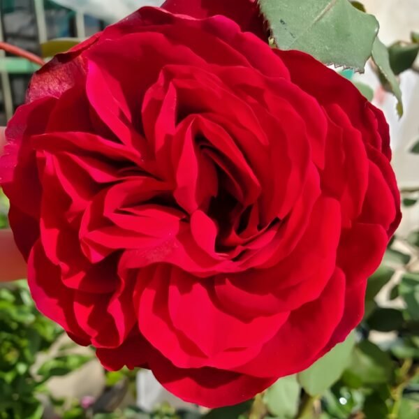 Edith Piaf Rose