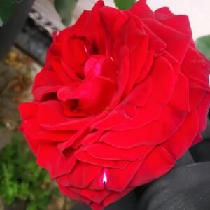 Edith Piaf Rose Plant ｜伊迪丝皮雅芙 - 图片 8
