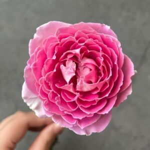 Fancy Rufle Rose
