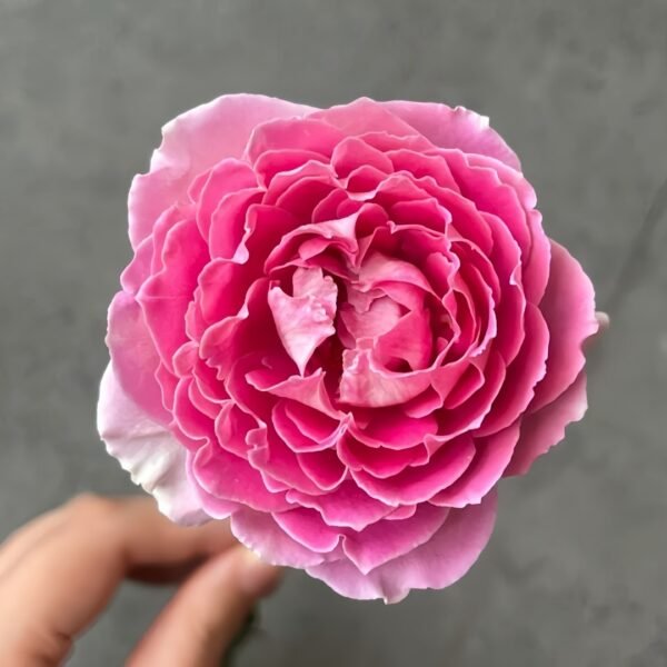 Fancy Rufle Rose