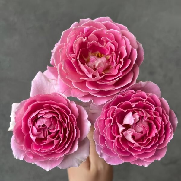 Fancy Rufle Rose