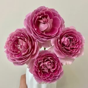 Fancy Rufle Rose