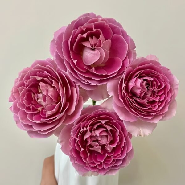 Fancy Rufle Rose